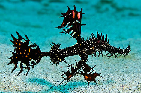 andaman pipefish