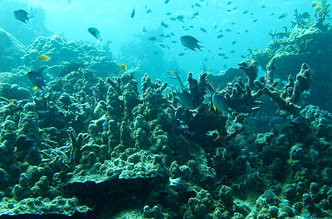 hard corals in surin national park
