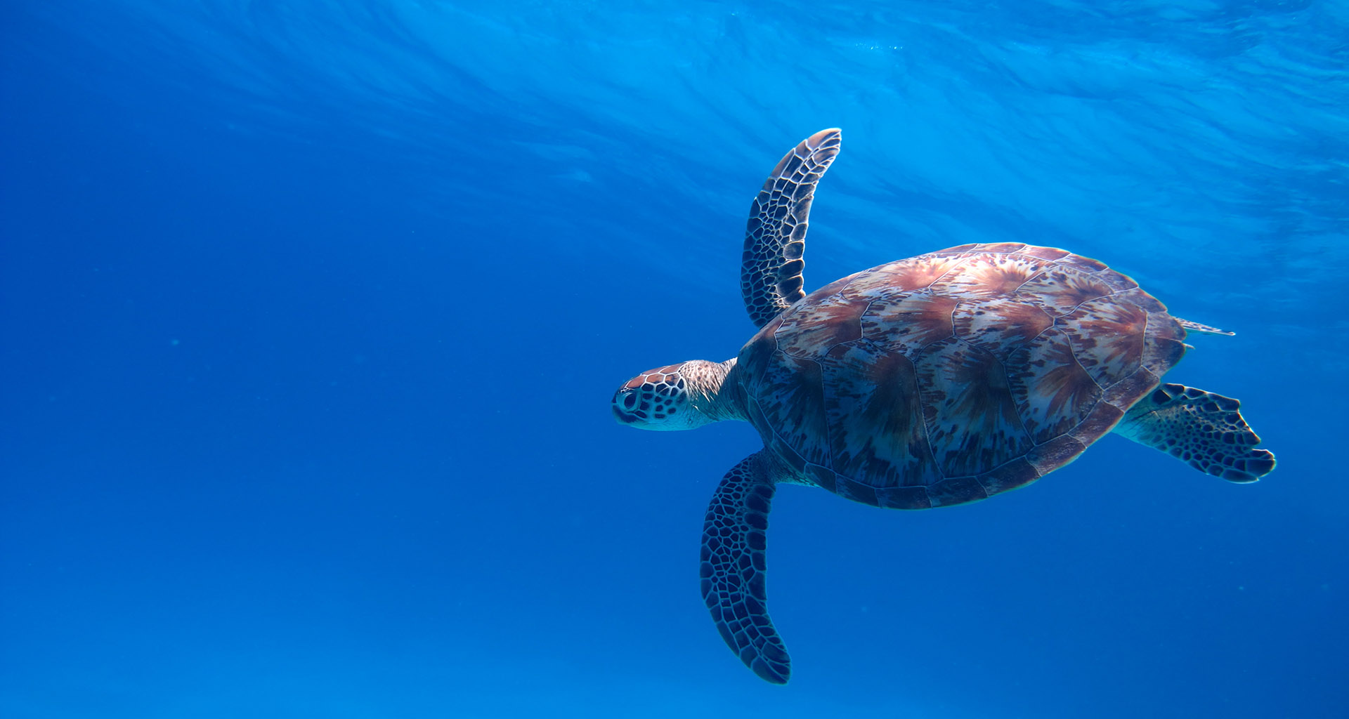turtles in surin islands