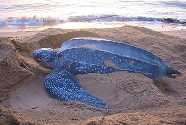 leatherback sea turtle