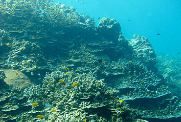 surin islands hard corals