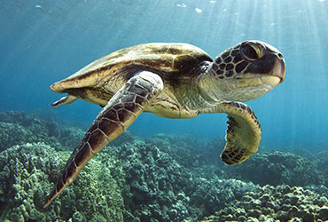 surin islands turtles