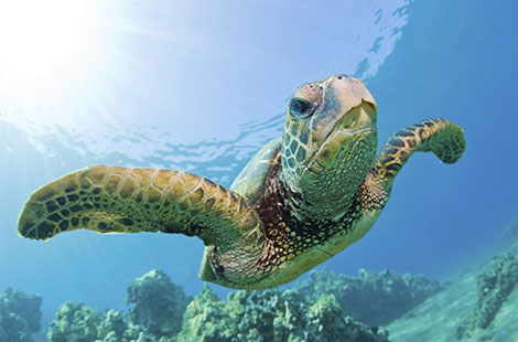 sea turtle at surin islands